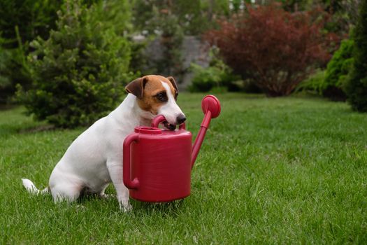 Dog Jack Russell Terrier stands on the lawn and holds a watering can