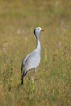 Blue crane in grassland - South Africa