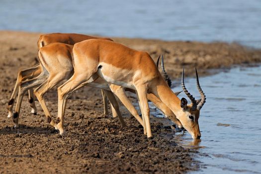 Impala antelopes drinking water - Kruger National Park