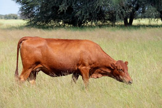 Free-range cow grazing on a rural farm