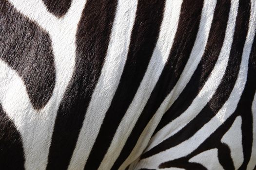 Fur of a zebra, zebra stripes, black and white