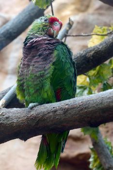A beautiful parrot sits on a tree in the garden.