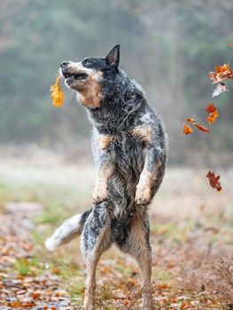 Australian cattle dog in action of catching falling autumn leaves