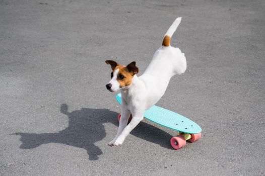 The dog rides a penny board outdoors. Jack russell terrier performing tricks on a skateboard