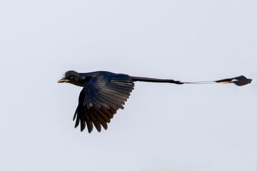 Image of Greater Racquet-tailed Drongo ( Dicrurus paradiseus) flying in the sky. Bird. Animals.