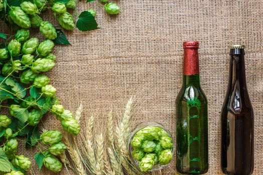 Green Fresh Hops with Wheat and two bottles of beer as copy space frame text area on sackcloth background