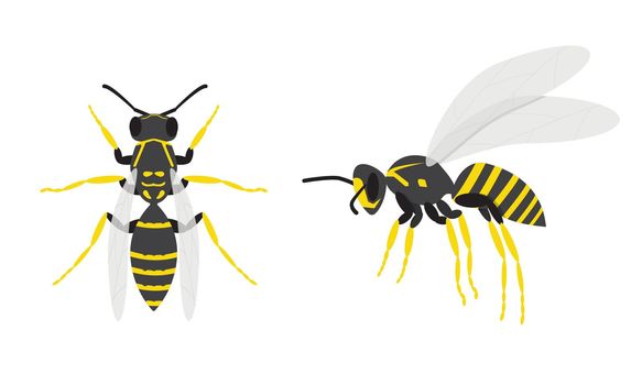 Wasps. A set of two insects. Top and side view.