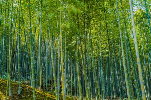 Bamboo forest of Kyoto and Arashiyama
