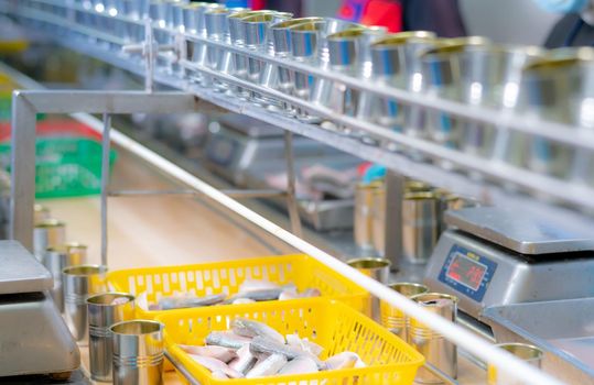 Canned fish factory. Food industry. Sardines in yellow plastic basket waiting for worker to fill in tinned cans. Food processing production line. Food manufacturing industry. Many can on conveyor belt