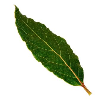 Laurel leaf isolated