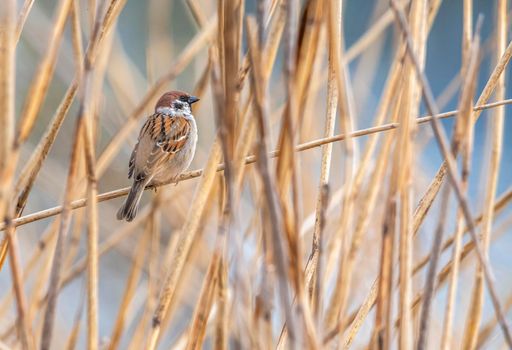 Male sparrow on a branch among the reeds