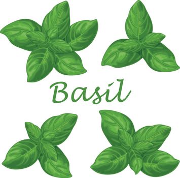 Basil. Green basil leaves. A fragrant plant for seasoning. Vector illustration isolated on a white background