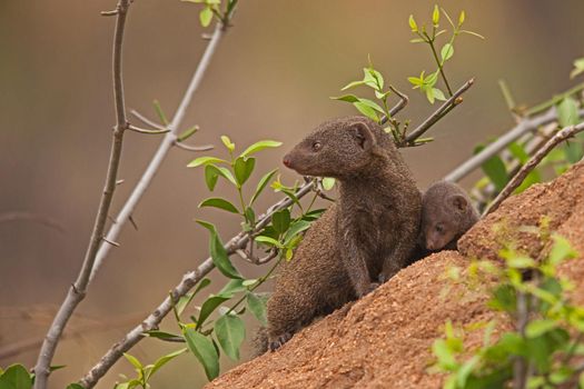 Dwarf Mongoose (Helogale parvula) 13809