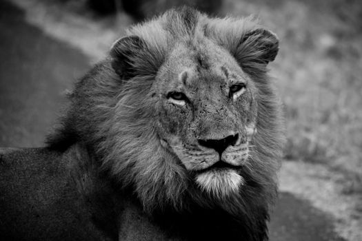 Monochrome Male Lion 14889