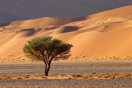 Desert landscape with tree - Namibia