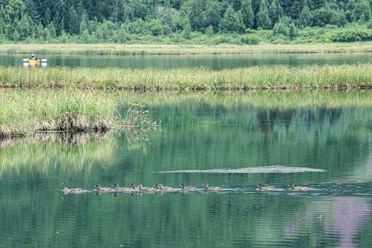 Ducks paddle in Alaska