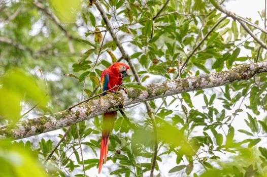 Scarlet macaw, Ara macao, Quepos Costa Rica.