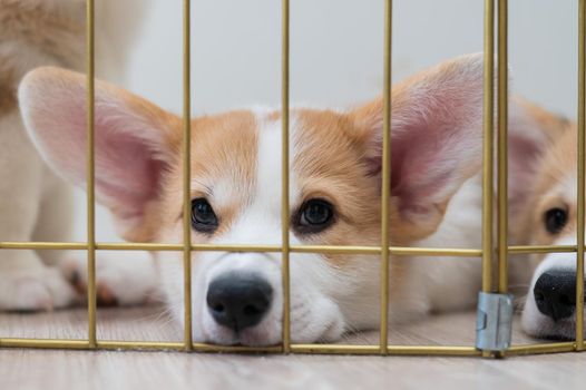 Close-up portrait of welsh corgi puppies in a cage.