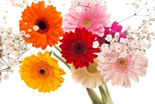 Colourful Gerbera daisies on a sparkly pastel background
