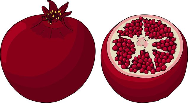 Pomegranate colored vector illustration on white background. Vegetarian food drawing. Ripe garnet fruit with seeds