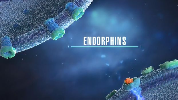Endorphins Activate the Bodys Opiate Receptor