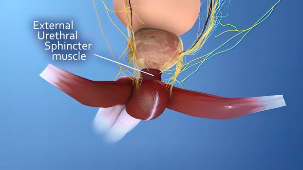 Male reproductive organ 3D illustration anatomy