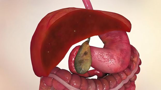 human internal organs.Role of liver on organs
