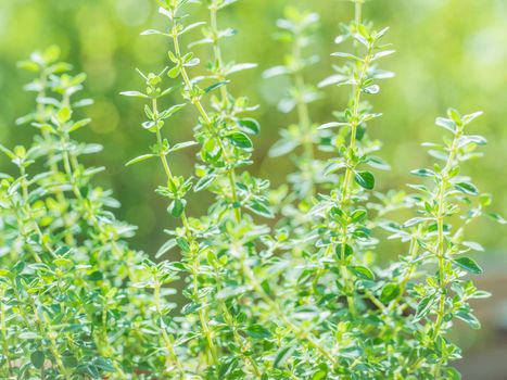 Fresh thyme herb grow, lemon thyme plants in sun light, herbal background