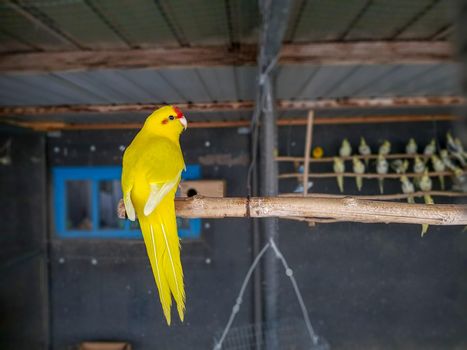 Yellow budgie parrot pet bird or Budgerigar parakeet common in the cage in bird farm