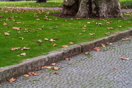 Fallen maple leaves on grass and paving stones in a city park