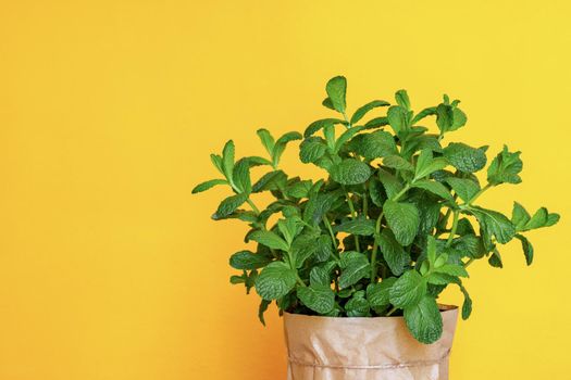 Bush of fresh green organic mint in a pot at yellow background. Peppermint growing at home.