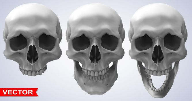 Detailed graphic photorealistic human skulls set