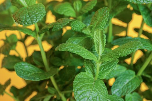 Close-up of mint leaves at yellow background. Bush of fresh green organic peppermint growing at home.