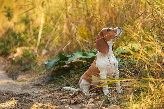 Beagle dog walking on a dirt road
