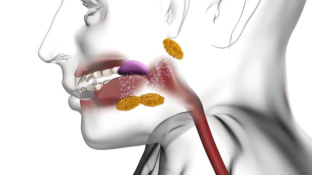 Enzymes in the mouth help break down food