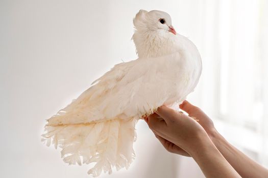 White hand pigeon on the hands of a woman on a white background. The dove sits in profile, a symbol of purity and peace