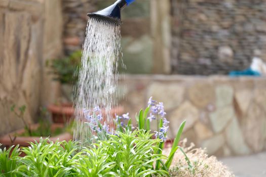 Watering flowers with a water can in the garden
