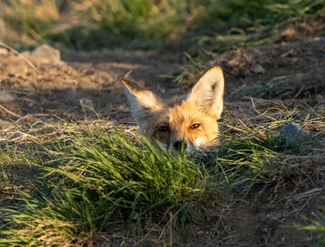 Fox Peeking from Den