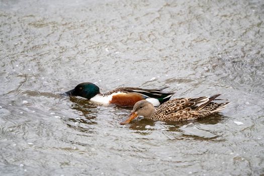 Mallard Duck Saskatchewan