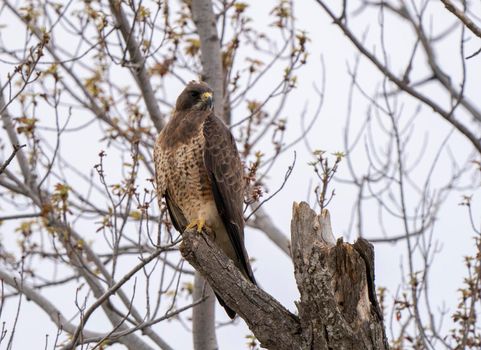 Hawk in Saskatchewan Canada in tree Canada