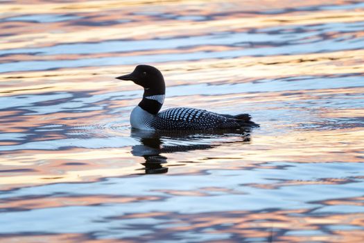 Northern Common Loon