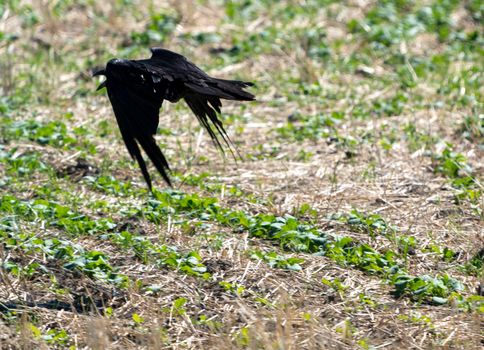 Crow Raven in Flight