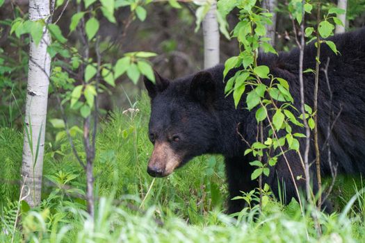 Black Bear Northern Canada