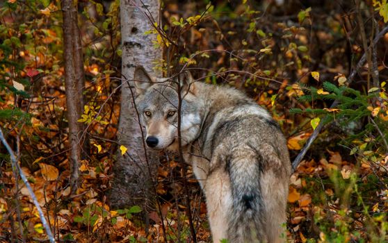Wild Timber Wolf Canada