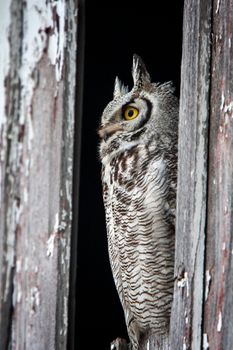 Great Horned Owl Barn