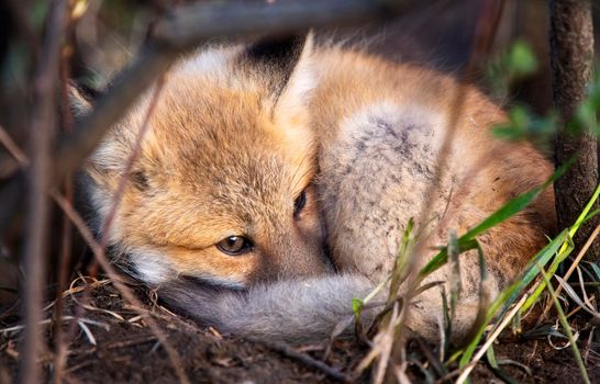 Fox laying  from Den