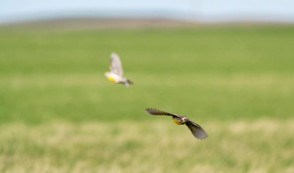 Meadowlark in Flight