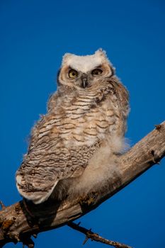 Great Horned Owl Tree