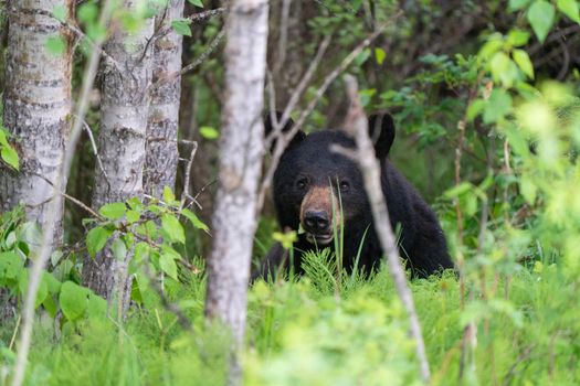 Black Bear Northern Canada