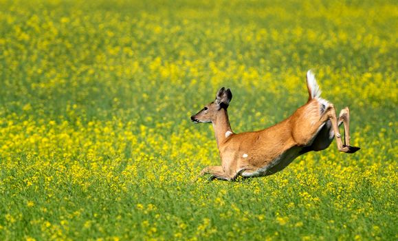 Deer Jumping in field